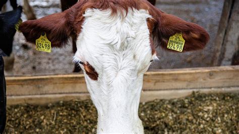 sexy frauen bikini|I'm a sexy farmer making 6 figures milking cows in a bikini .